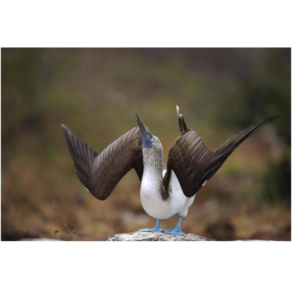 Blue-footed Booby sky pointing in courtship dance, Galapagos Islands-Paper Art-38&quotx26"
