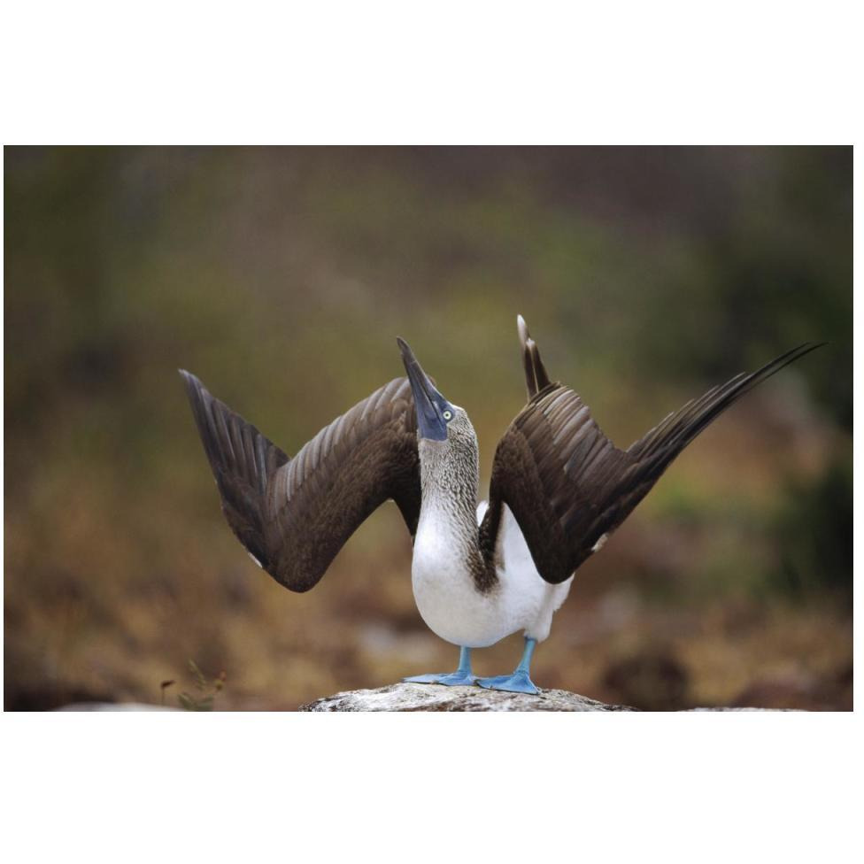 Blue-footed Booby sky pointing in courtship dance, Galapagos Islands-Paper Art-50&quotx34"