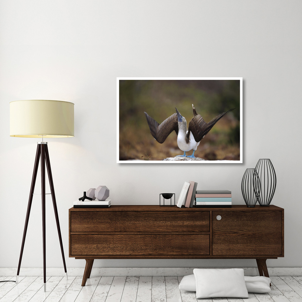 Blue-footed Booby sky pointing in courtship dance, Galapagos Islands-Paper Art-50&quotx34"