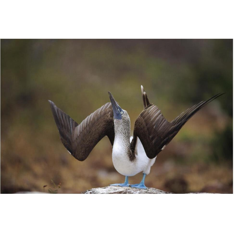 Blue-footed Booby sky pointing in courtship dance, Galapagos Islands-Paper Art-62&quotx42"