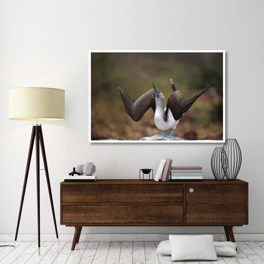 Blue-footed Booby sky pointing in courtship dance, Galapagos Islands-Paper Art-62&quotx42"