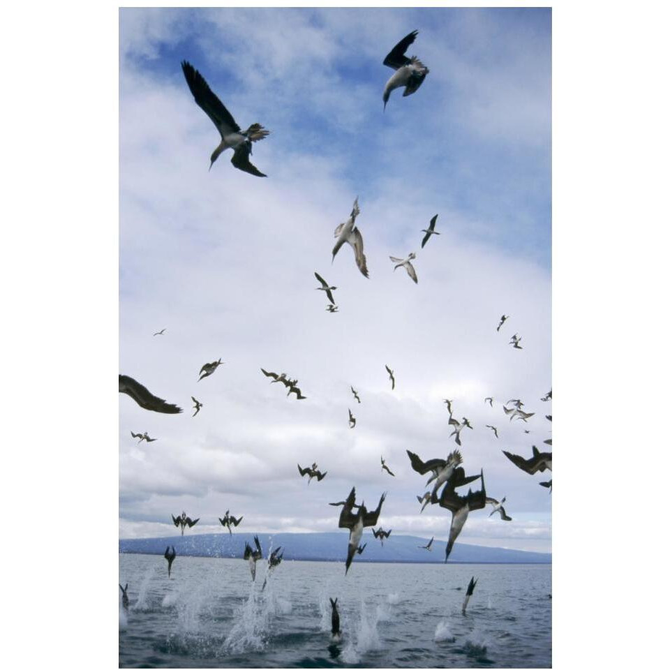 Blue-footed Booby diving for herring, Elizabeth Bay, Galapagos Islands-Paper Art-14&quotx20"