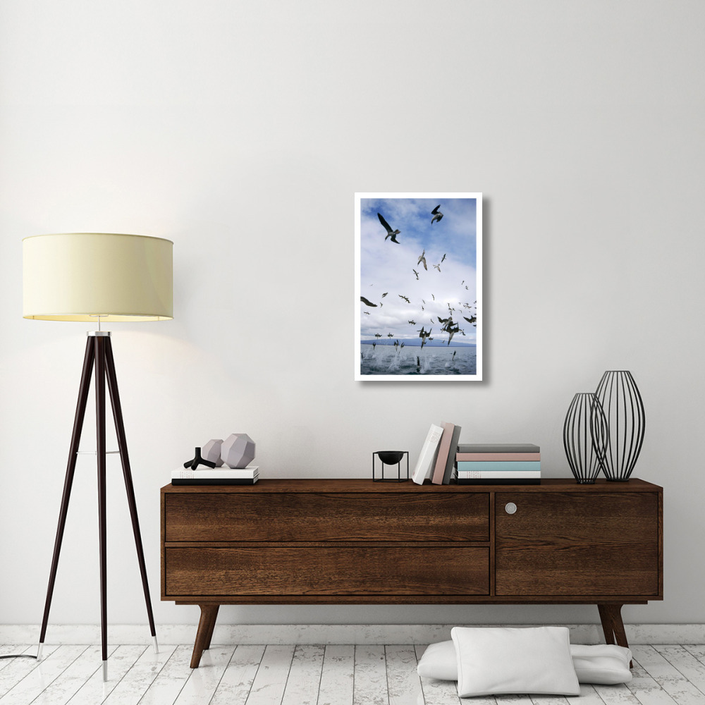 Blue-footed Booby diving for herring, Elizabeth Bay, Galapagos Islands-Paper Art-22&quotx32"