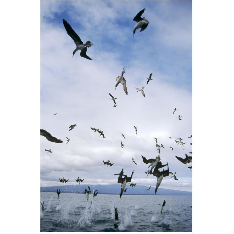 Blue-footed Booby diving for herring, Elizabeth Bay, Galapagos Islands-Paper Art-42&quotx62"