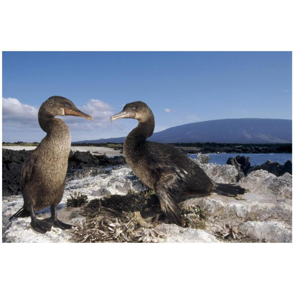 Flightless Cormorants at nest lined with Sea Urchins, Galapagos Island-Paper Art-38&quotx26"