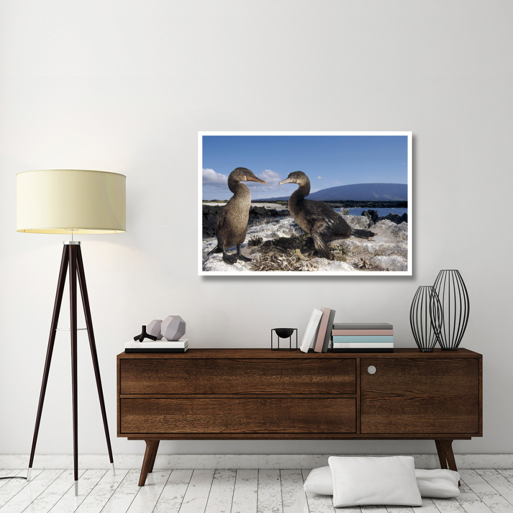 Flightless Cormorants at nest lined with Sea Urchins, Galapagos Island-Paper Art-50&quotx34"