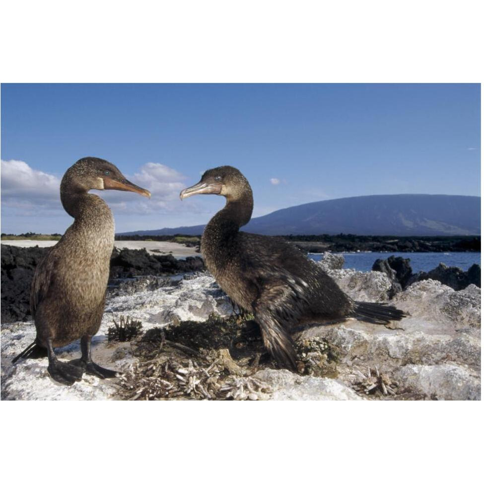 Flightless Cormorants at nest lined with Sea Urchins, Galapagos Island-Paper Art-62&quotx42"