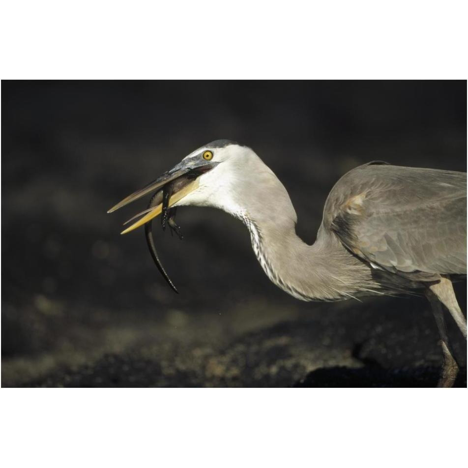 Great Blue Heron preying on hatchling Marine Iguana, Galapagos Islands-Paper Art-20&quotx14"
