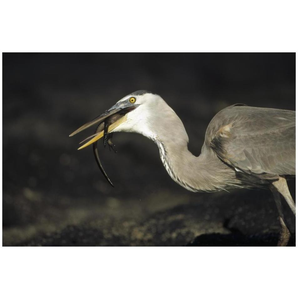 Great Blue Heron preying on hatchling Marine Iguana, Galapagos Islands-Paper Art-32&quotx22"