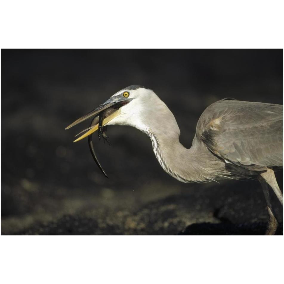 Great Blue Heron preying on hatchling Marine Iguana, Galapagos Islands-Paper Art-38&quotx26"