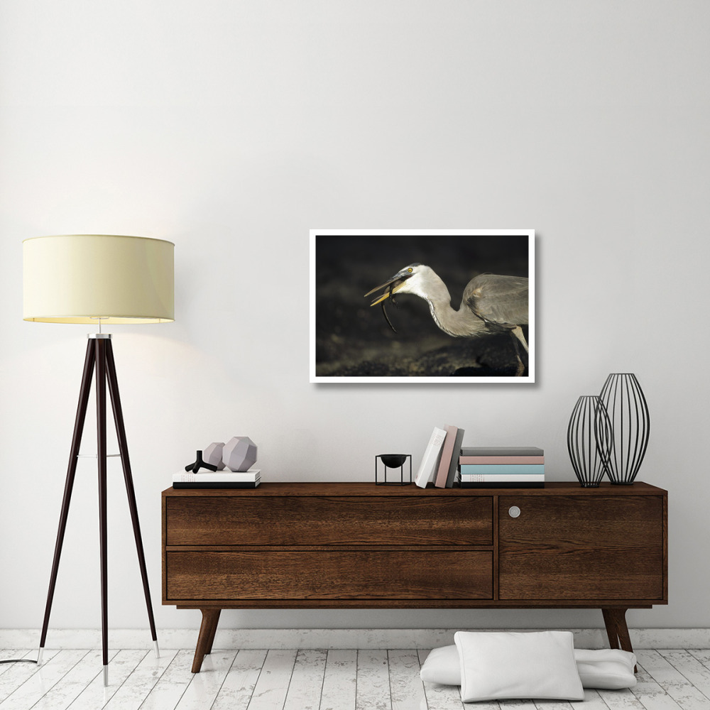 Great Blue Heron preying on hatchling Marine Iguana, Galapagos Islands-Paper Art-38&quotx26"