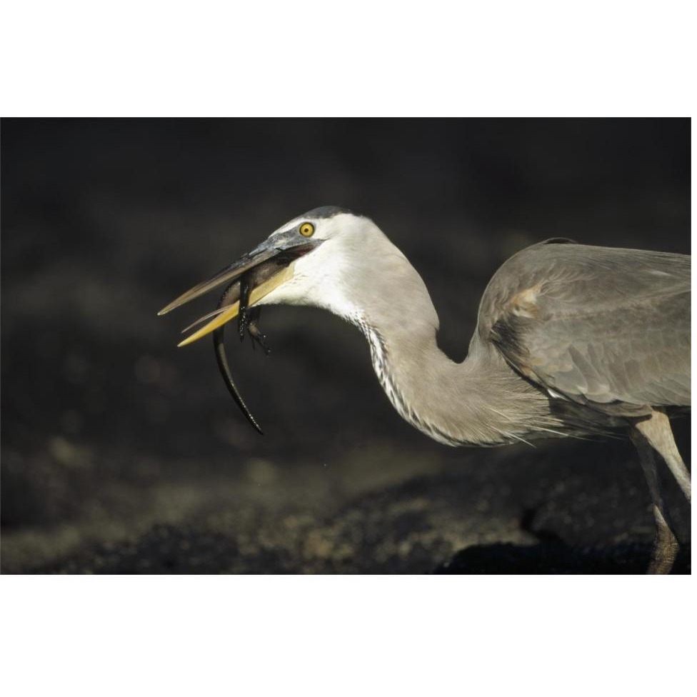 Great Blue Heron preying on hatchling Marine Iguana, Galapagos Islands-Paper Art-62&quotx42"
