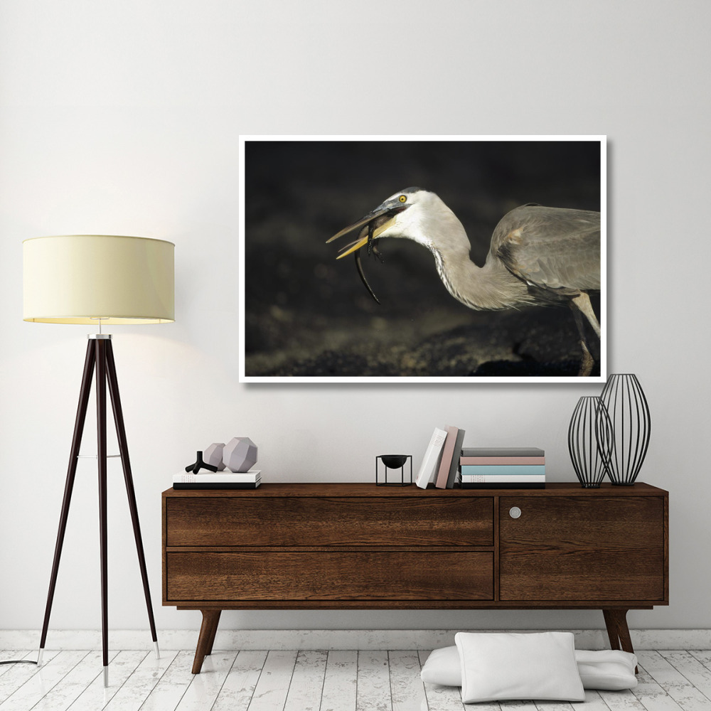 Great Blue Heron preying on hatchling Marine Iguana, Galapagos Islands-Paper Art-62&quotx42"