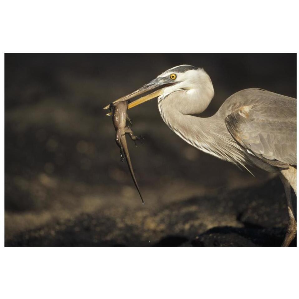 Great Blue Heron preying on hatchling Marine Iguana, Galapagos Islands-Paper Art-32&quotx22"