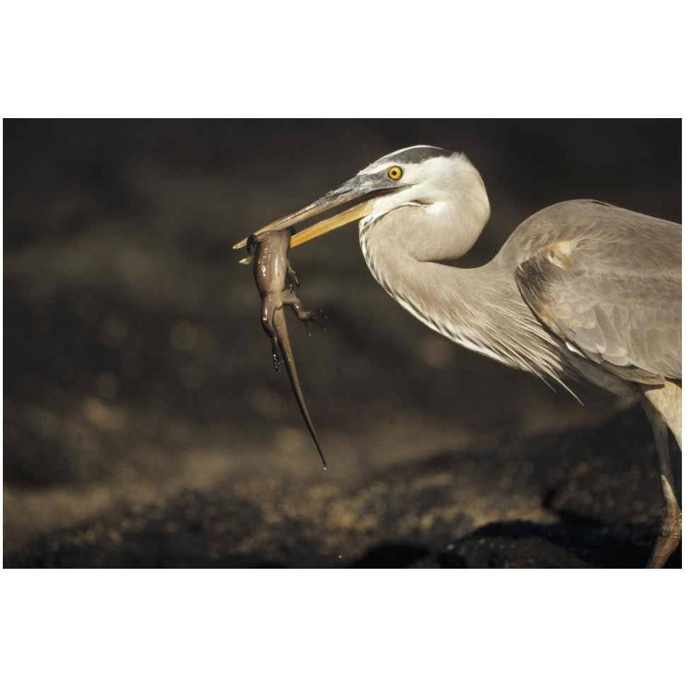 Great Blue Heron preying on hatchling Marine Iguana, Galapagos Islands-Paper Art-50&quotx34"