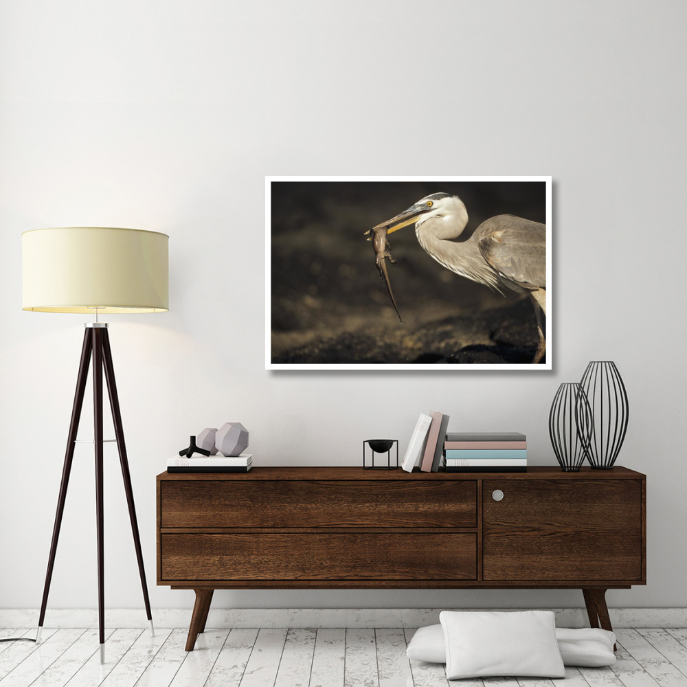 Great Blue Heron preying on hatchling Marine Iguana, Galapagos Islands-Paper Art-50&quotx34"
