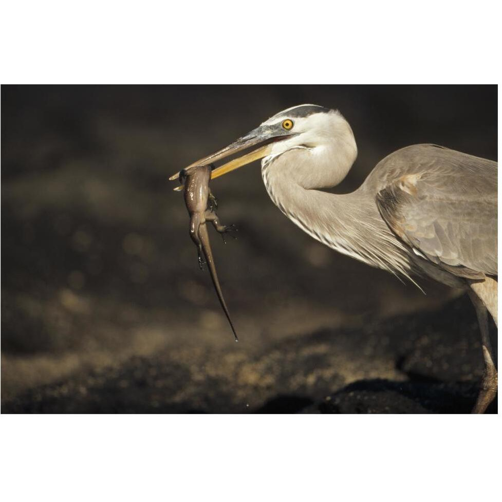 Great Blue Heron preying on hatchling Marine Iguana, Galapagos Islands-Paper Art-62&quotx42"