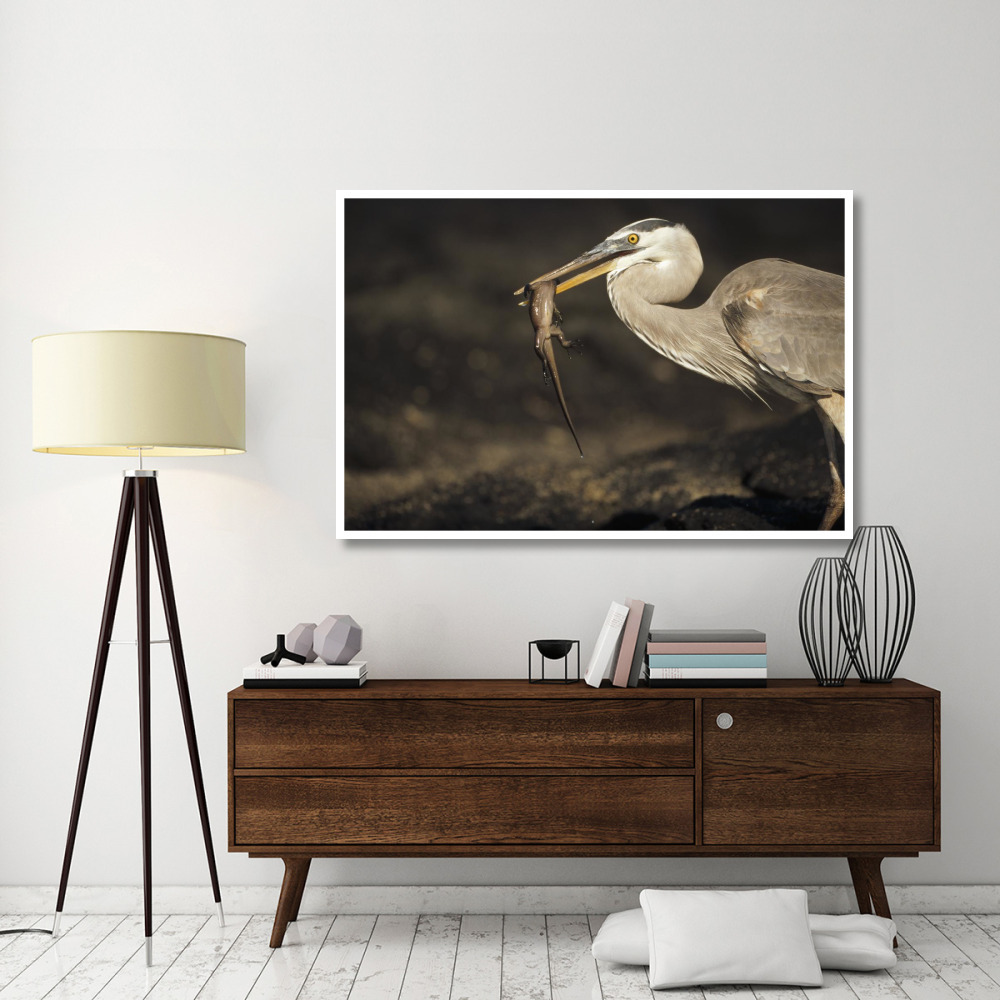 Great Blue Heron preying on hatchling Marine Iguana, Galapagos Islands-Paper Art-62&quotx42"