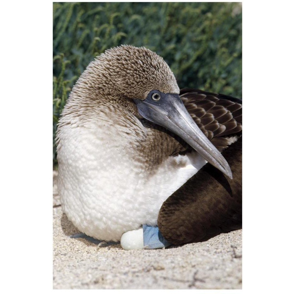 Blue-footed Booby female incubating eggs, Galapagos Islands, Ecuador-Paper Art-18&quotx26"