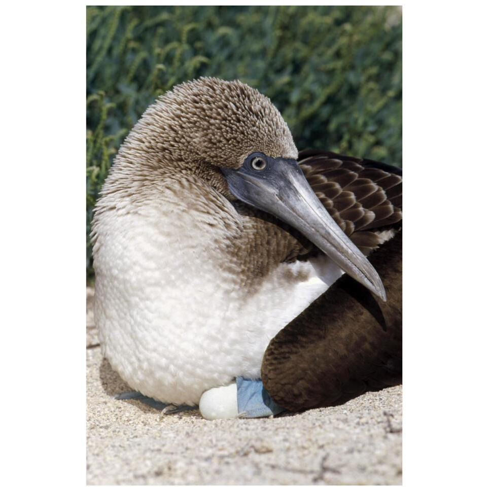 Blue-footed Booby female incubating eggs, Galapagos Islands, Ecuador-Paper Art-26&quotx38"