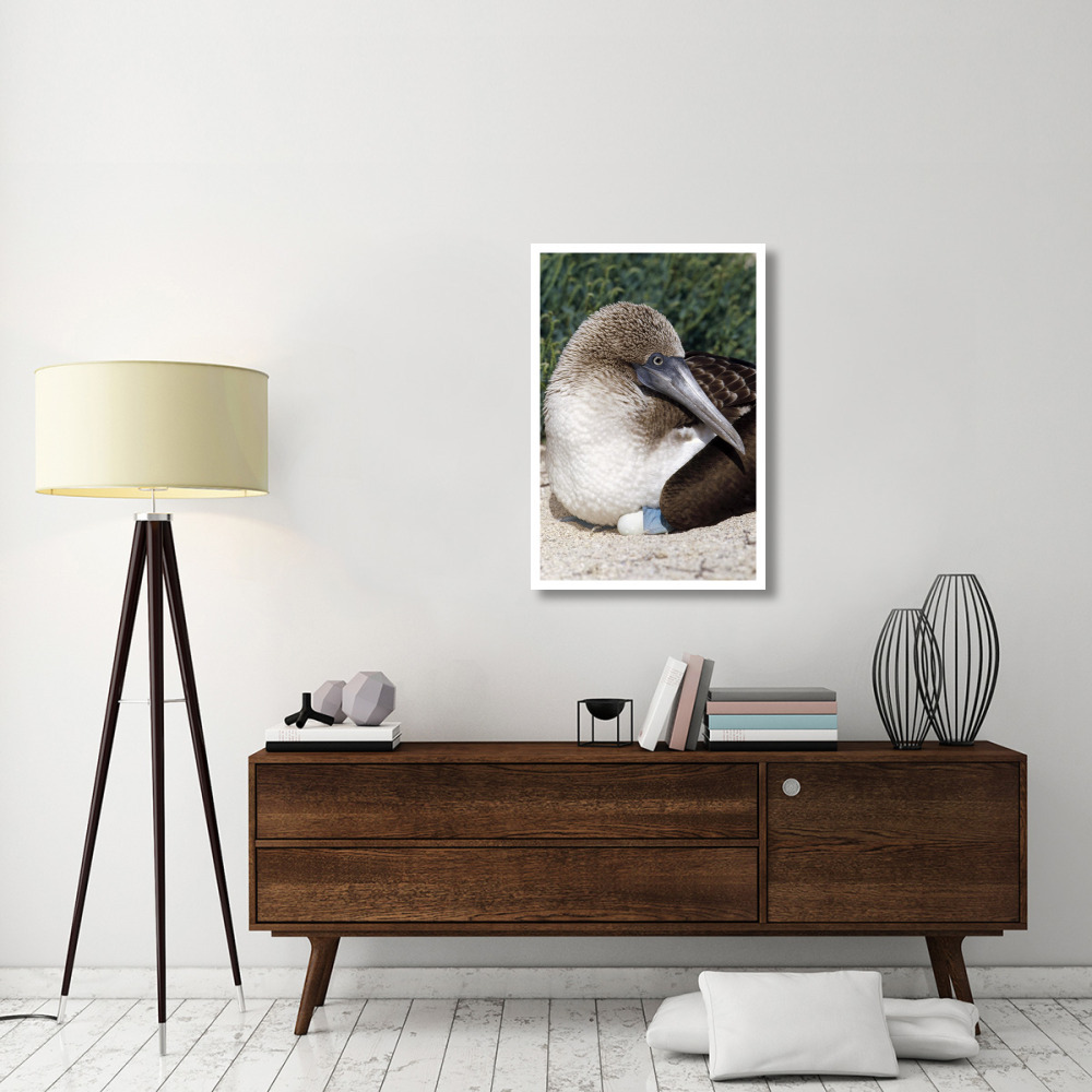 Blue-footed Booby female incubating eggs, Galapagos Islands, Ecuador-Paper Art-26&quotx38"