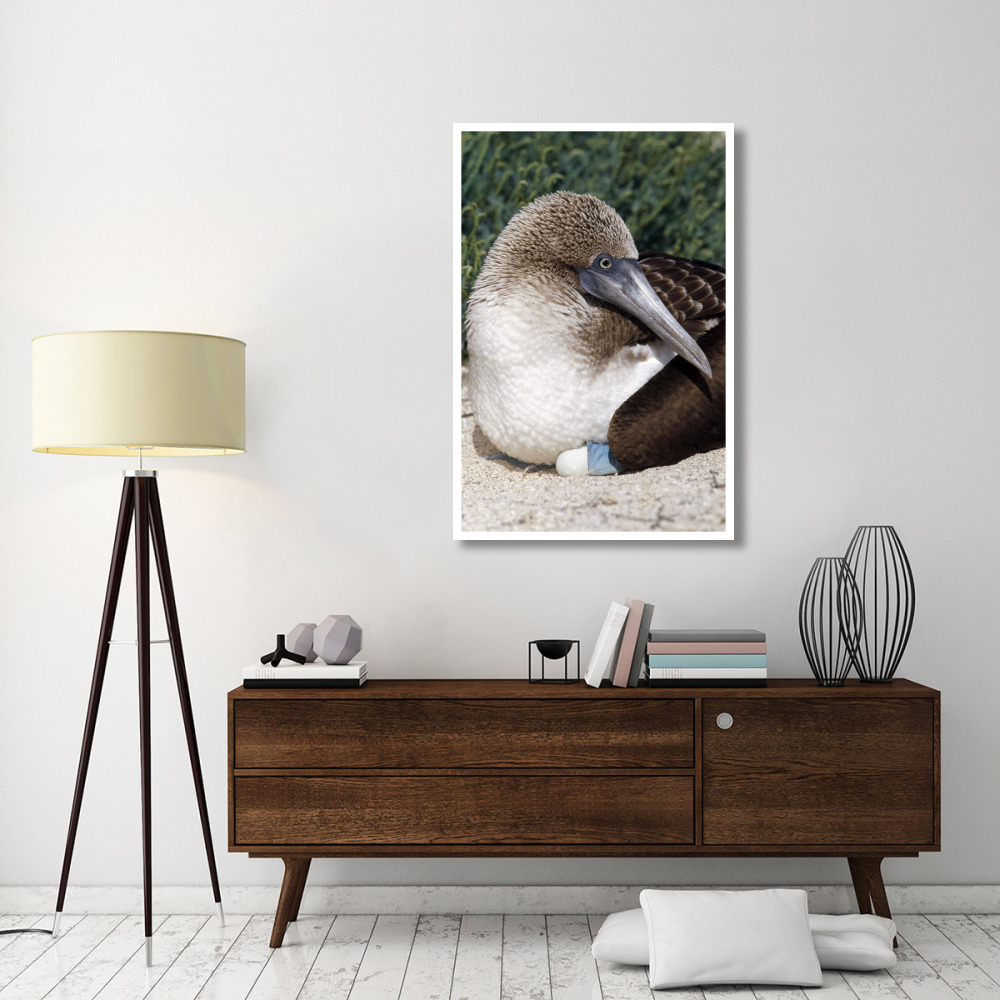 Blue-footed Booby female incubating eggs, Galapagos Islands, Ecuador-Paper Art-34&quotx50"