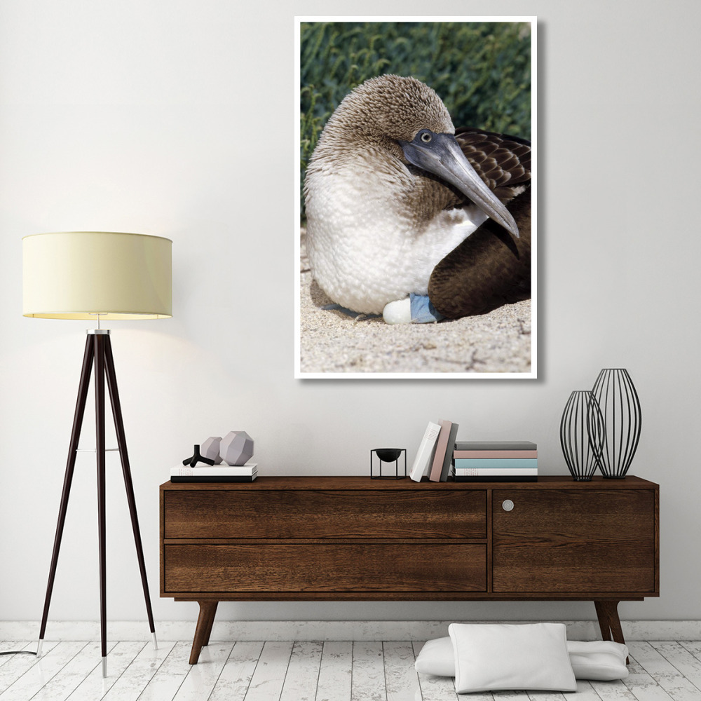Blue-footed Booby female incubating eggs, Galapagos Islands, Ecuador-Paper Art-42&quotx62"