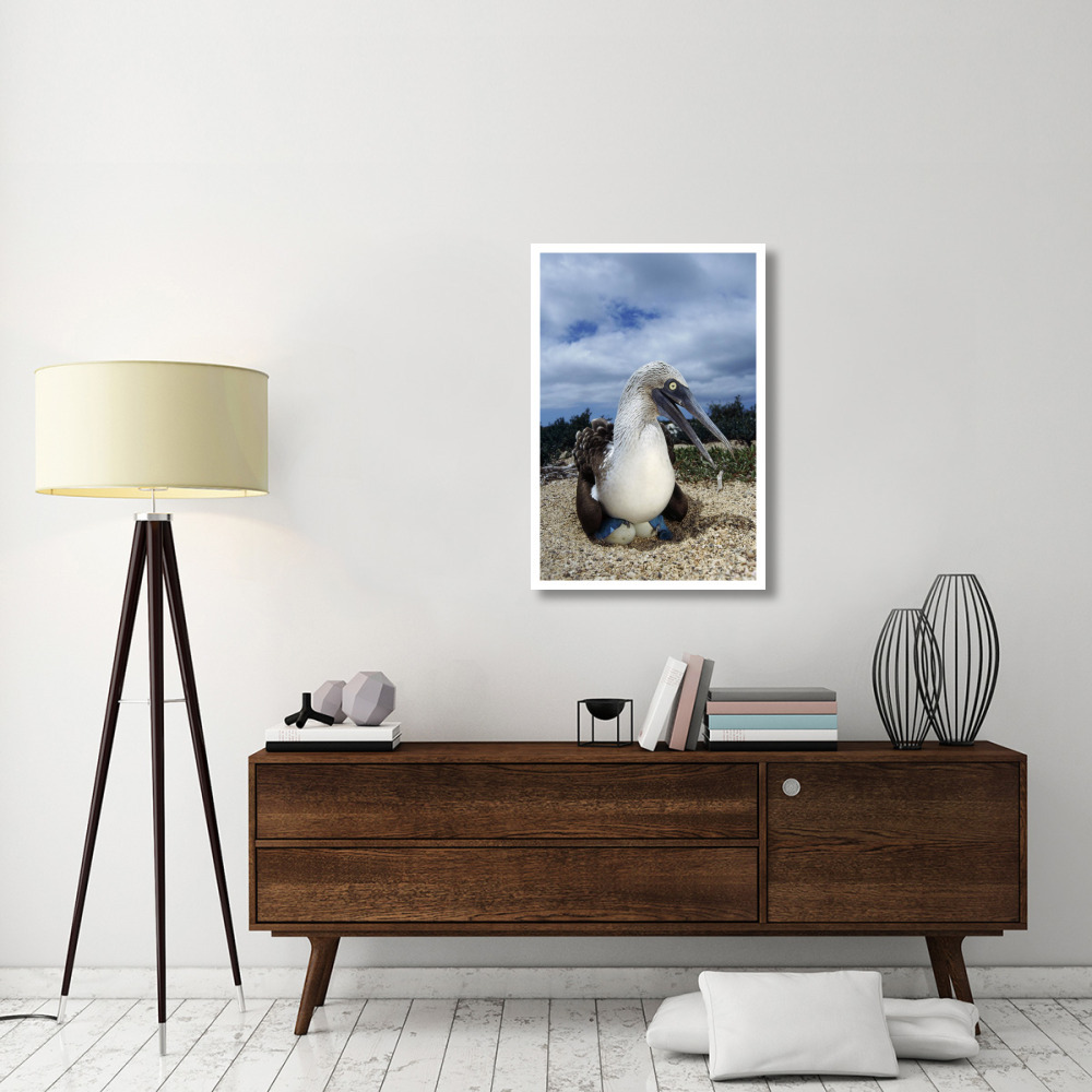 Blue-footed Booby male incubating eggs, Galapagos Islands-Paper Art-26&quotx38"