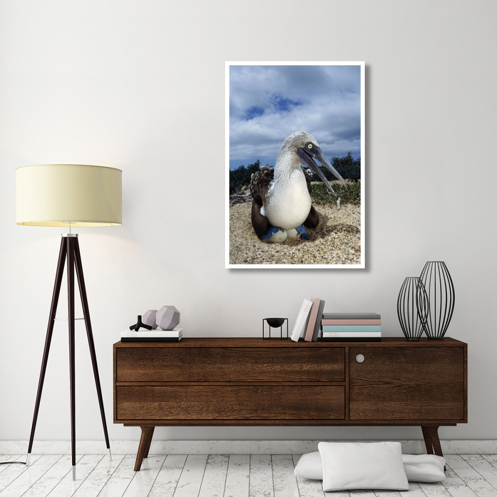 Blue-footed Booby male incubating eggs, Galapagos Islands-Paper Art-34&quotx50"