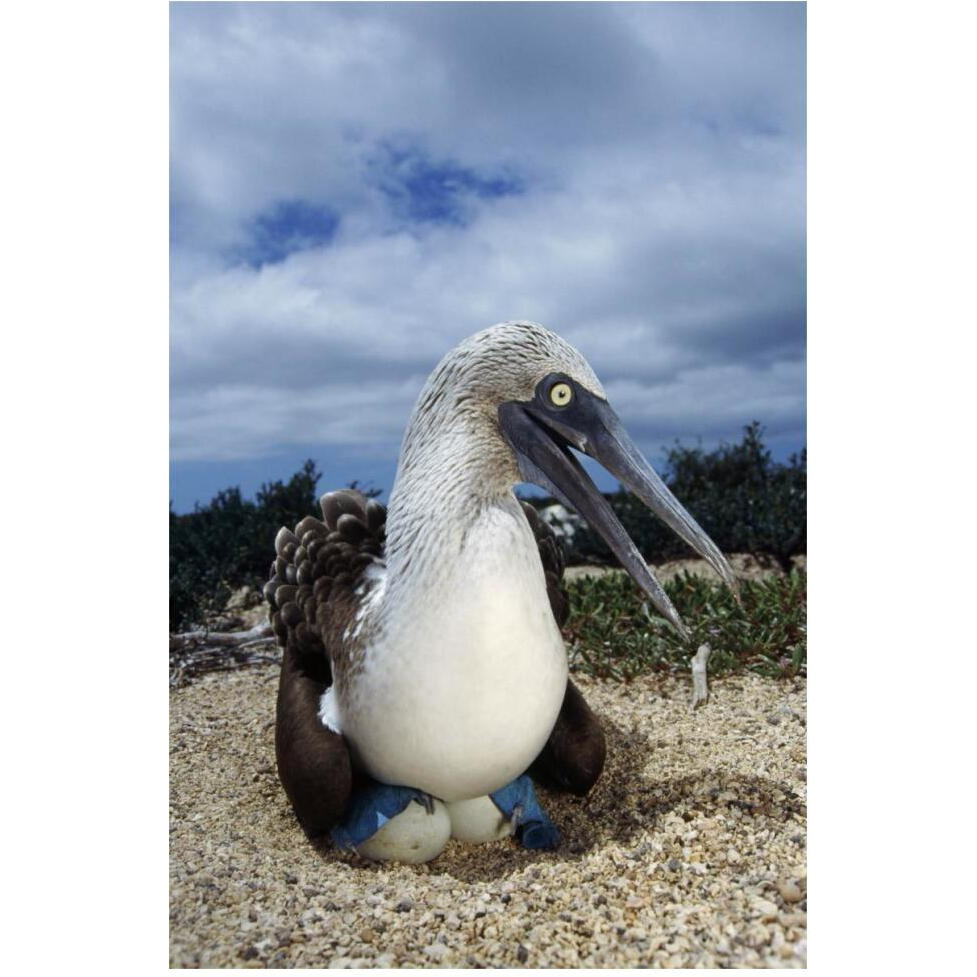 Blue-footed Booby male incubating eggs, Galapagos Islands-Paper Art-42&quotx62"