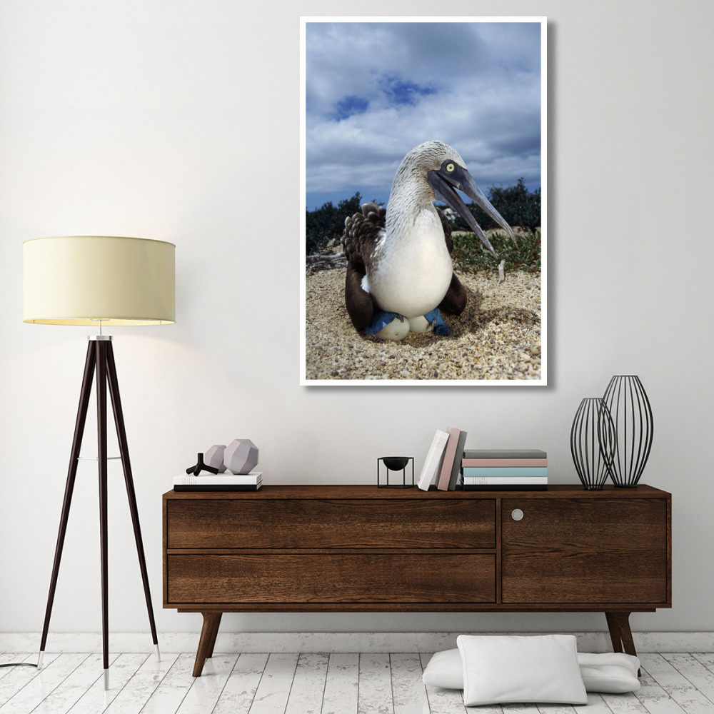 Blue-footed Booby male incubating eggs, Galapagos Islands-Paper Art-42&quotx62"