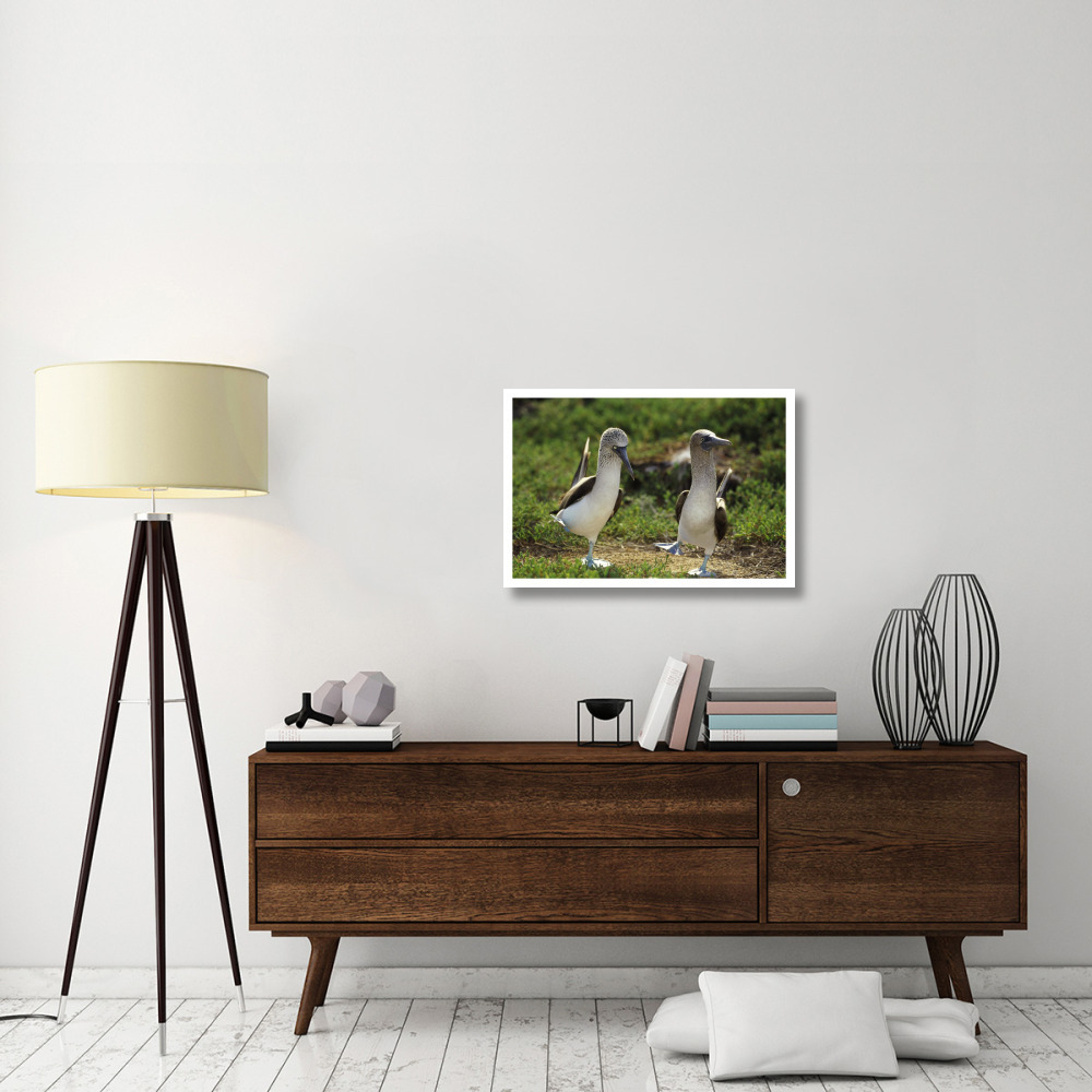 Blue-footed Booby pair in courtship dance, Galapagos Islands, Ecuador-Paper Art-32&quotx22"