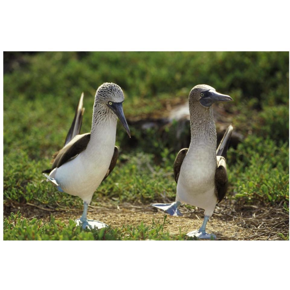 Blue-footed Booby pair in courtship dance, Galapagos Islands, Ecuador-Paper Art-38&quotx26"