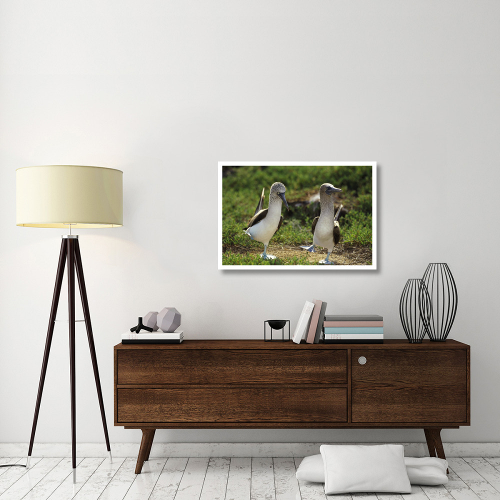 Blue-footed Booby pair in courtship dance, Galapagos Islands, Ecuador-Paper Art-38&quotx26"