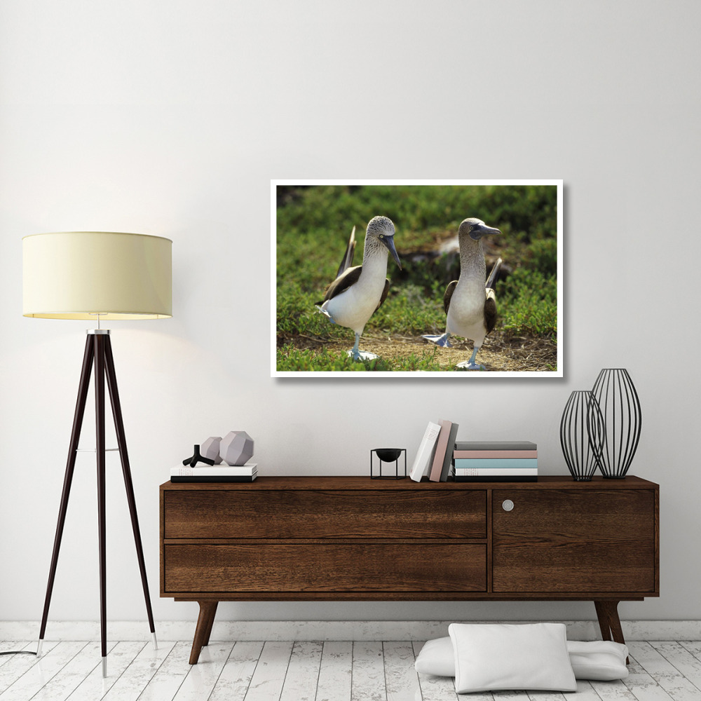 Blue-footed Booby pair in courtship dance, Galapagos Islands, Ecuador-Paper Art-50&quotx34"