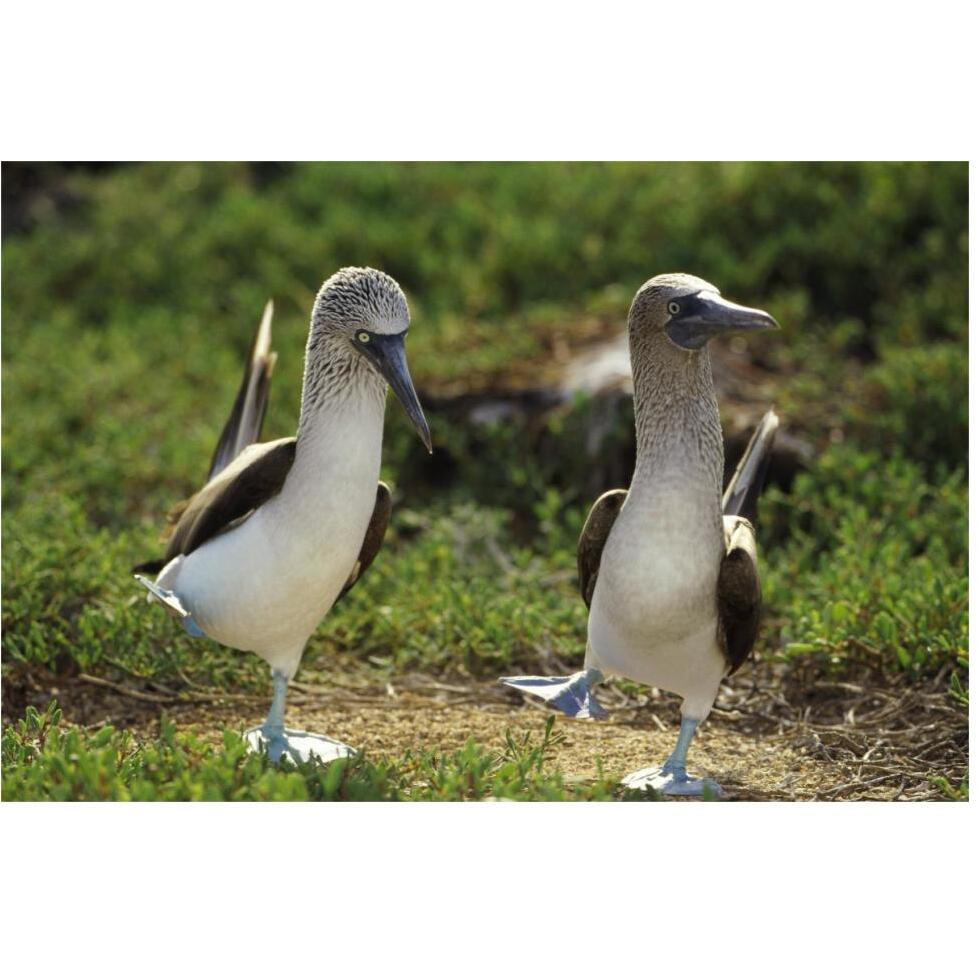 Blue-footed Booby pair in courtship dance, Galapagos Islands, Ecuador-Paper Art-62&quotx42"