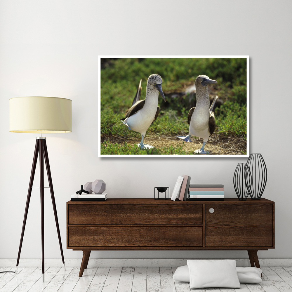 Blue-footed Booby pair in courtship dance, Galapagos Islands, Ecuador-Paper Art-62&quotx42"