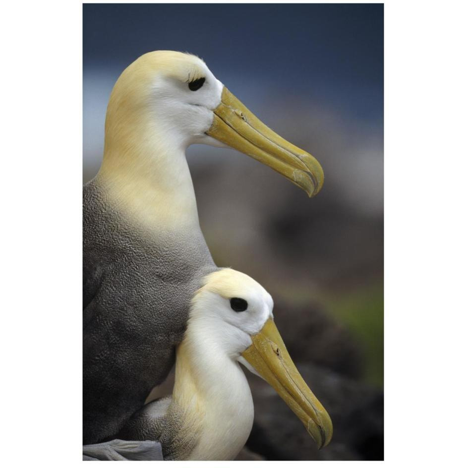 Waved Albatrosses mating, Galapagos Islands, Ecuador-Paper Art-18&quotx26"