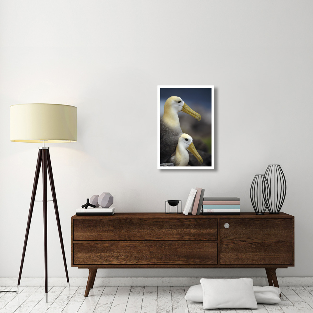 Waved Albatrosses mating, Galapagos Islands, Ecuador-Paper Art-22&quotx32"