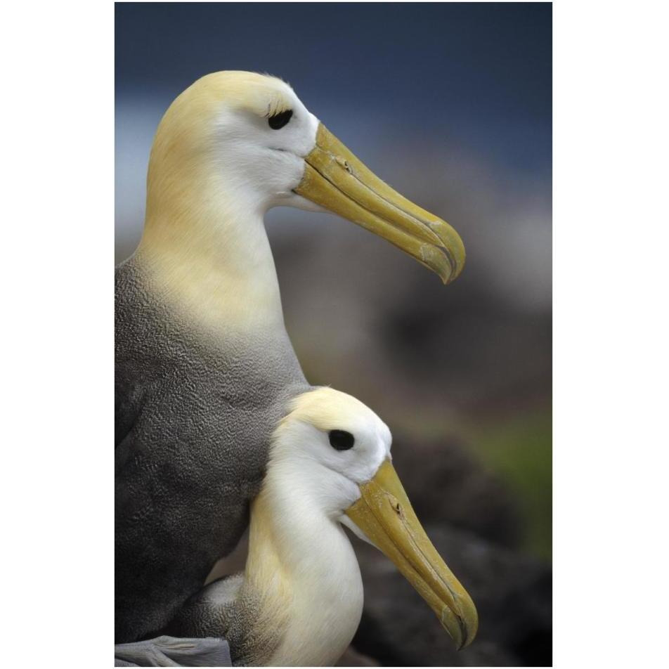 Waved Albatrosses mating, Galapagos Islands, Ecuador-Paper Art-26&quotx38"