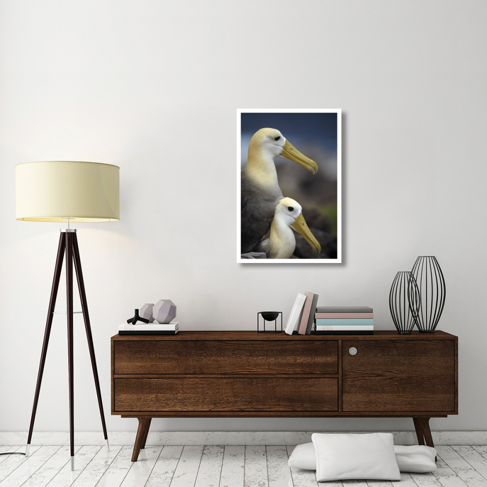 Waved Albatrosses mating, Galapagos Islands, Ecuador-Paper Art-26&quotx38"