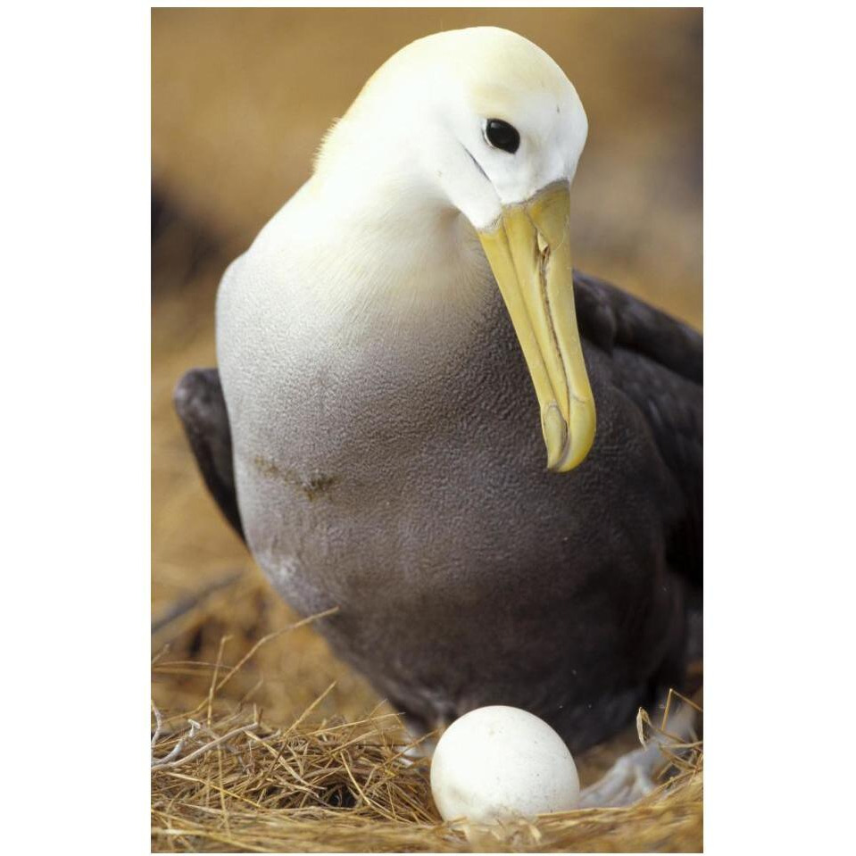 Waved Albatross incubating single egg, Galapagos Islands, Ecuador-Paper Art-14&quotx20"