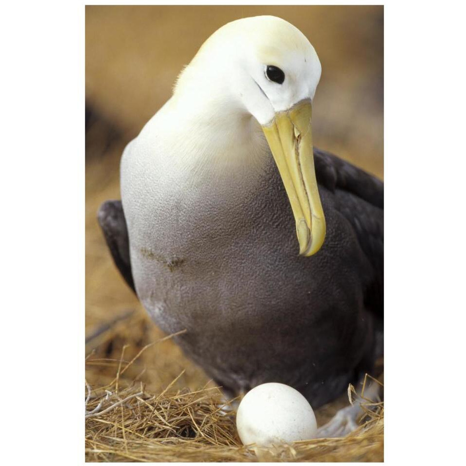 Waved Albatross incubating single egg, Galapagos Islands, Ecuador-Paper Art-22&quotx32"