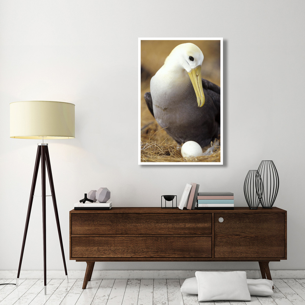 Waved Albatross incubating single egg, Galapagos Islands, Ecuador-Paper Art-34&quotx50"