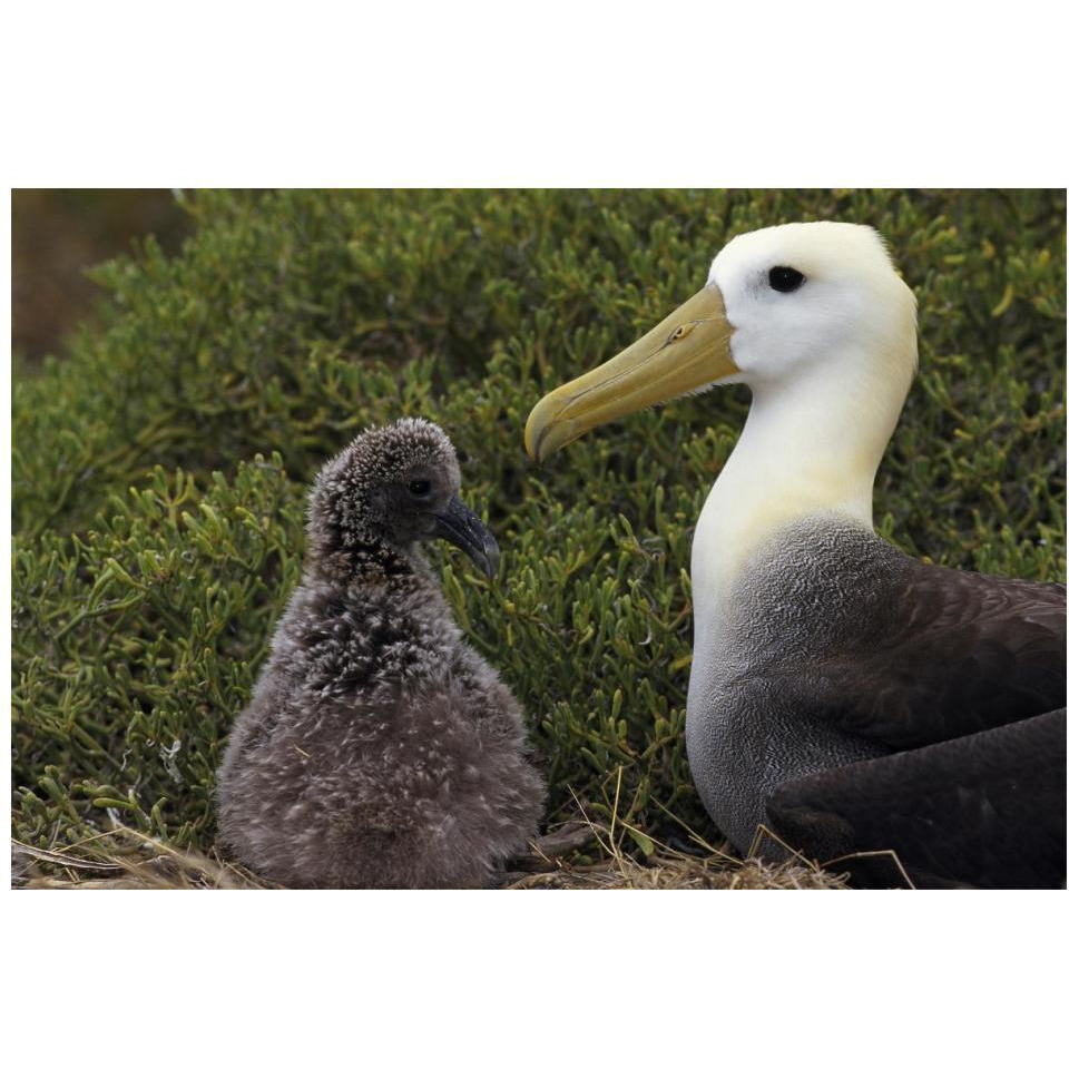 Waved Albatross guarding young chick, Galapagos Islands, Ecuador-Paper Art-20&quotx14"