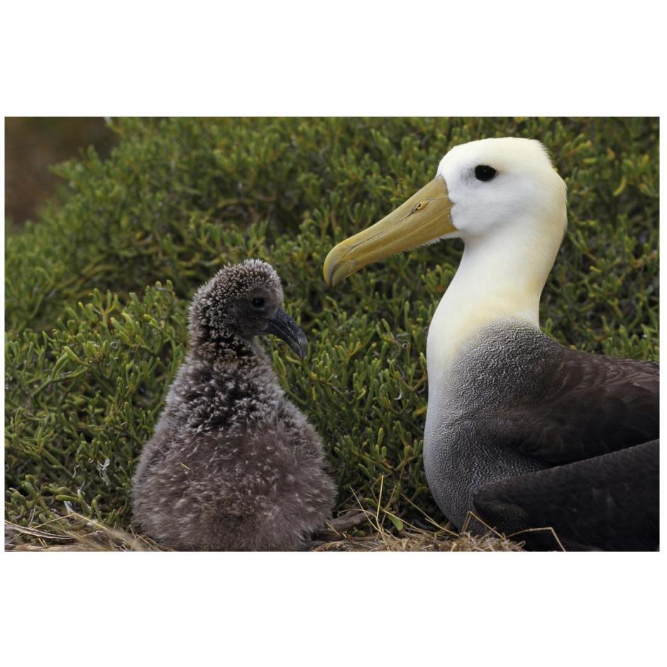 Waved Albatross guarding young chick, Galapagos Islands, Ecuador-Paper Art-26&quotx18"