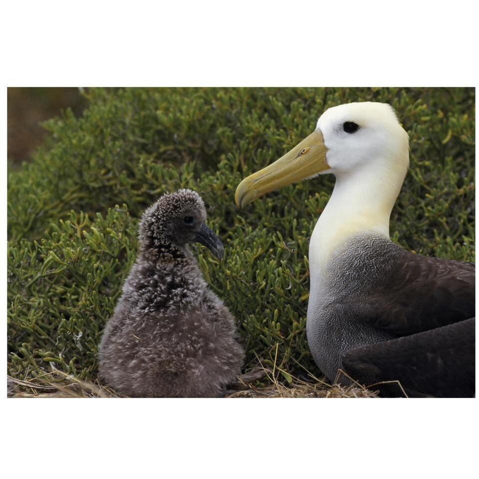 Waved Albatross guarding young chick, Galapagos Islands, Ecuador-Paper Art-32&quotx22"