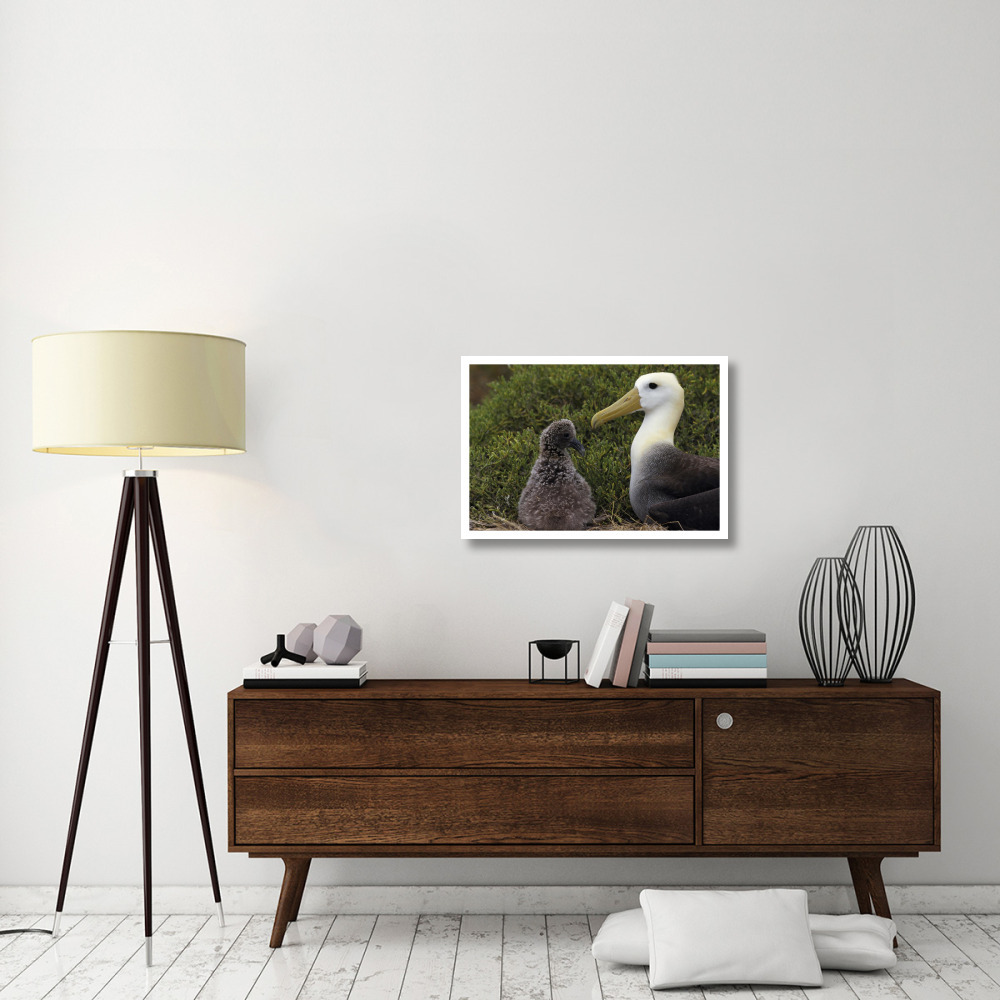 Waved Albatross guarding young chick, Galapagos Islands, Ecuador-Paper Art-32&quotx22"