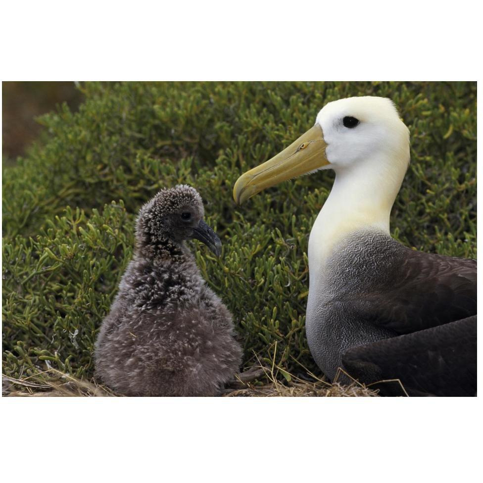 Waved Albatross guarding young chick, Galapagos Islands, Ecuador-Paper Art-50&quotx34"