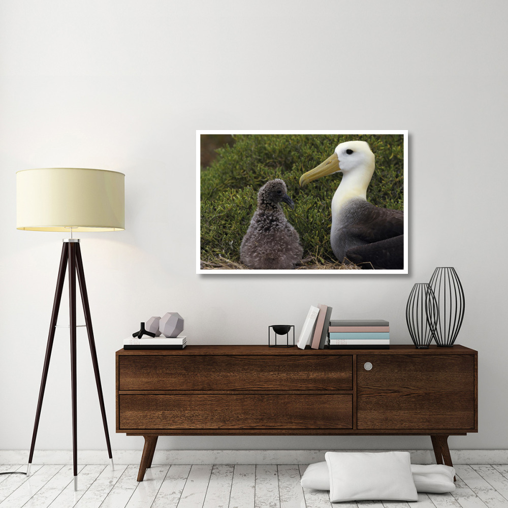 Waved Albatross guarding young chick, Galapagos Islands, Ecuador-Paper Art-50&quotx34"
